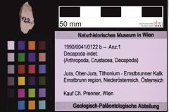 Foto (Objekt + Etiketten) von Decapoda indet. (NHMW-GEO-1990-0041-0122b)